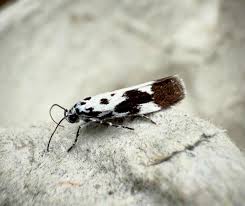 Image result for Ethmia dodecea