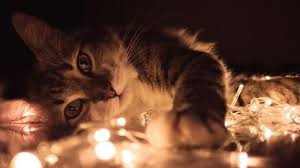 Cat And Light Cat And Light Grey Tabby Cats Home Highlights Hair Hair Kit
