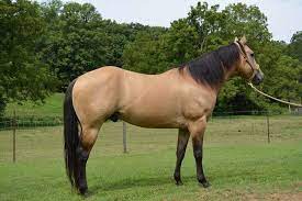 A person dressed in buckskin especially : Photos Of Buckskin Horses By Naztheruun On Deviantart