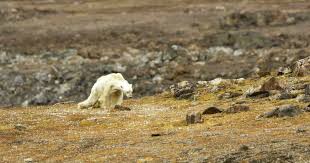 The Devastating Effects Of Climate Change Can Feel Abstract When We Talk About Carbon Dioxide Leve Polar Bear Animal Behavior National Geographic Photographers