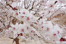 Flowering cherry trees are among the showiest and most dramatic trees that can be grown in your home landscape. Beautiful Flowering Apple Trees Background With Blooming White Apple Flowers In Spring Day And Himalaya Mountains In Ladakh India Soft Focus Processing Focus At The Central Flowers Stock Photo Picture And Royalty Free