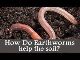 Worms produce perhaps the very best and richest compost for the vegie garden, and worms are especially suited to dealing with kitchen scraps. How Do Earthworms Help The Soil Youtube