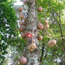 In fact, its astonishing fruit remains the feature for which the fabulous cannonball tree is best k. Couroupita Guianensis Cannonball Tree 5 Seeds Onszaden