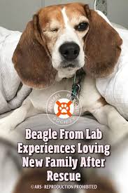 Download Beagle From Lab Experiences Loving New Family After Rescue Beagle Beagle Freedom Project Rescue