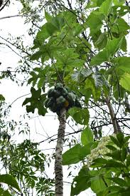 Image result for Vasconcellea pubescens