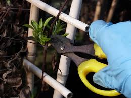 Loved for their long lasting presence and rich colours, is it any wonder that the key to knowing when to prune your clematis is knowing when your plant blooms. Clematis Pruning Katie S Garden Plant Centre