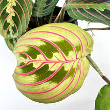Image result for maranta