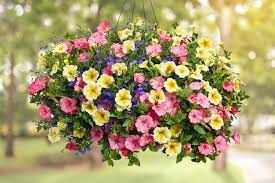 Give the hanging baskets enough water so that the water streams down through the drainage holes. Hanging Basket Care Alsip Home Nursery