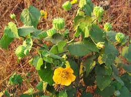 Image result for Abutilon hirtum