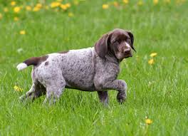 Quality german shorthaired pointers & pointers : German Shorthaired Pointer Full Profile History And Care
