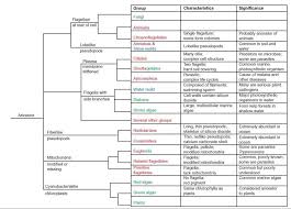 The Kingdom Protista The Nature Of Microorganisms The