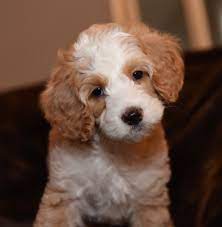 This can be a dangerous and costly mistake if the website turns out to be a scam or puppy mill. Monarch Australian Labradoodles Your New Best Friend Is Here