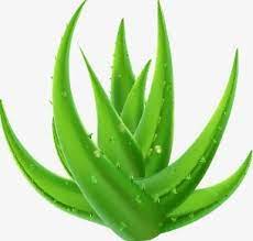 Aloe Vera Green Aloe Plant Extracts Png Transparent Clipart Image And Psd File For Free Download Aloe Green Aloe Aloe Vera