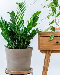 We did not find results for: Zz Plant Zamioculcas Zamiifolia Plantvine