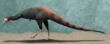 Image result for Phacelurus huillensis