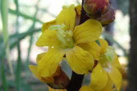 Image result for Alectra orobanchoides