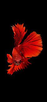Feel free to download, share, comment and discuss the. Betta Fish 4k Iphone Wallpapers Wallpaper Cave