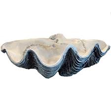 Beautiful large clam shell bear paw hippopus tridacninae aquarium beach decor 8. Giant 22 Clam Shell Tridacna Gigas White Clamshell Amazon Com Grocery Gourmet Food