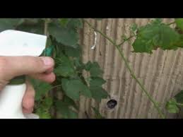 You will have an instant natural spray that will be effective in deterring the presence of spittlebugs. How To Get Rid Of Spittle Bug Youtube