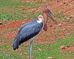 Image of Marabou storks (animal)
