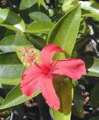 Image result for Hibiscus rhabdotospermus