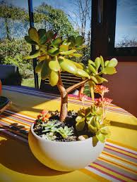Ruby red cactus, moon cactus, ruby ball cactus, red top, red cap cactus. Save Your Succulents Hello Can One Propagate A Moon Cactus
