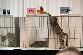 Born on may 06, they will be ready for new homes by july 6. Russ Kawecki I Thought You D Get A Kick Out Of This Bengal Mary Portland Oregon January 28 2012 A Bengal Bengal Kitten Kittens Playing Cats