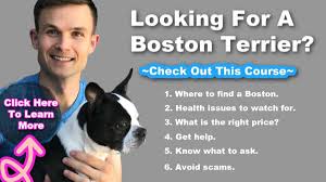 Find boston terrier puppies and breeders in your area and helpful boston terrier information. Boston Terrier Breeders In The United States And Canada Boston Terrier Society
