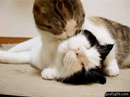 Funny Animals Kissing Pictures 2011 Funny Animals Animals Kissing Cats Funny Animals