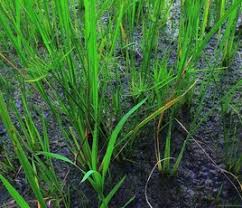 Image result for Pycreus mundtii