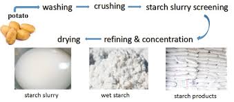 Potato Starch Production Modifications And Uses_industry News