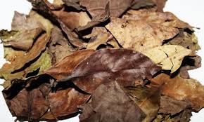 Explore more searches like daun rimbun. Daun Salam Kaya Manfaat Kabupaten Lombok Barat