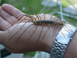This Is What My Worst Fear Looks Like Scary Bugs Funny Jokes Funny Pictures