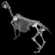 Horse Skeleton 3d Model Horses 3d Model Scientific Illustration