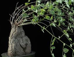 Image result for Dioscorea cochleari-apiculata