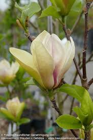 Image result for magnolie sunsation