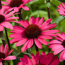 Send flowers online with cyber florist and give smiles. Buy Garden Plants Online For The Garden From Gardening Express Choose From A Vast Selection Of Garden Plants From Perennials Shrubs Climbers Trees Grasses Ferns Bamboos Bulbs Fruit Hedging Mediterranean Plants Bedding