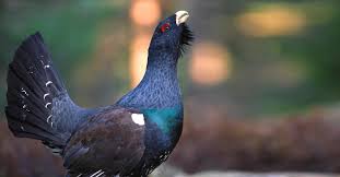 Denne ørna sat midt i vegen då bente kom køyrande. Jakt Kongsberg Lovende Sesong For Skogsfugl Jegere