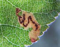 Image result for Stigmella malella