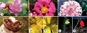 Image result for Malvaceae subfamily Grewioideae