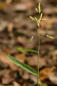 Image result for Leersia