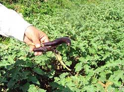 Types of genetic modification methods for crops. India Launches Its First Genetically Modified Crop