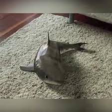 I Want This Video Shark Toy Baby Animals Pictures Cute Funny Animals