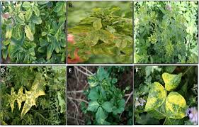 Image result for Alfalfa mosaic virus