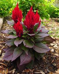 Image result for Celosia elegantissima