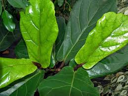 Image result for Croton macrostachyus