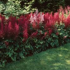 Schattenpflanzen In Prachtvollen Farben Fur Einen Magischen Garten Schattenpflanzen Pflanzen Schatten Und Schattenpflanzen Garten