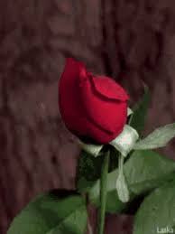 Maybe you would like to learn more about one of these? Rose Gifs Tenor