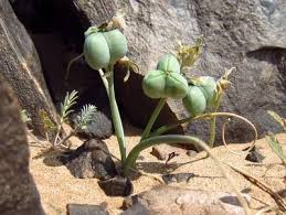 Image result for Dipcadi vaginatum