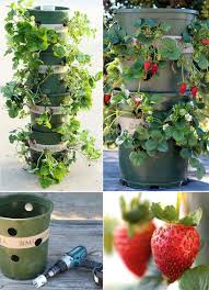 While strawberry plants are perennials, you'll find that production slips after several years. Creative Diy Ideas For Growing Strawberries On Small Garden Or Yard Amazing Diy Interior Home Design